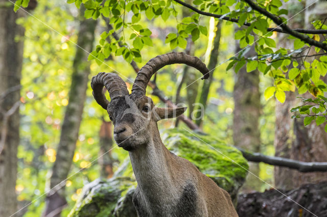 Iberische Steenbok (Capra pyrenaica)