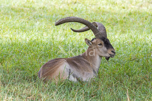 Spanish ibex (Capra pyrenaica)