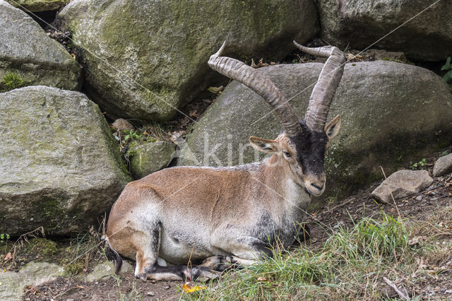 Spanish ibex (Capra pyrenaica)