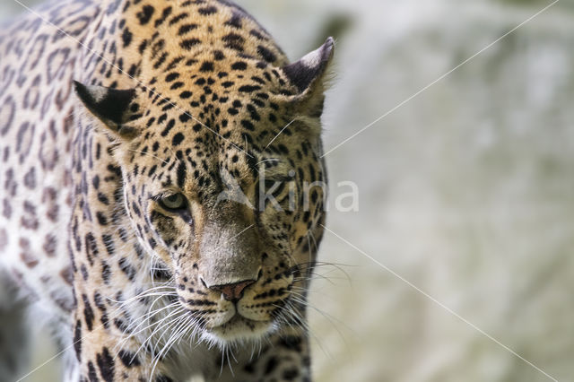 Perzische Panter (Panthera pardus saxicolor)