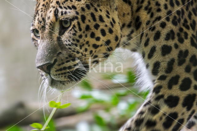 Persian Leopard (Panthera pardus saxicolor)