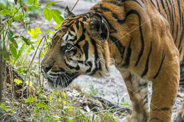 Sumatraanse tijger (Panthera tigris sumatrae)