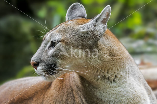 Poema (Puma concolor)