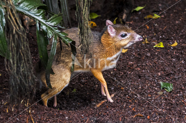 Lesser mouse-deer (Tragulus kanchil)