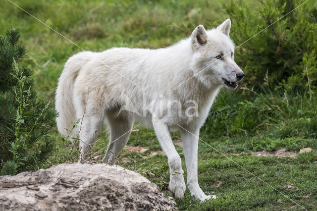 Poolwolf (Canis lupus arctos)