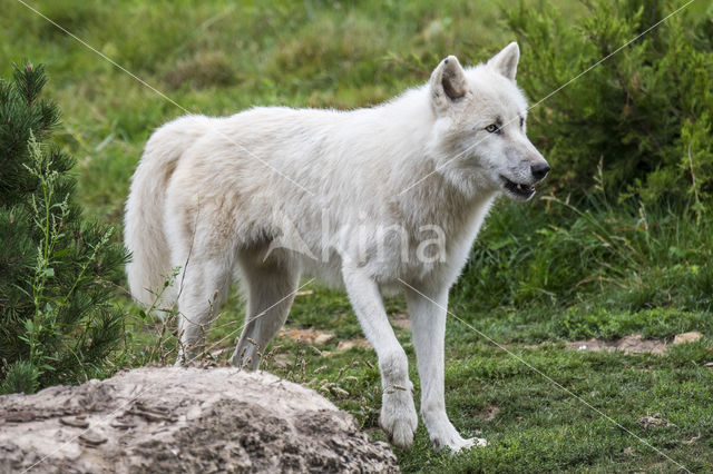 Arctic wolf (Canis lupus arctos)