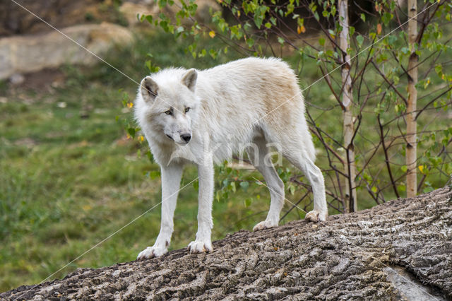 Arctic wolf (Canis lupus arctos)