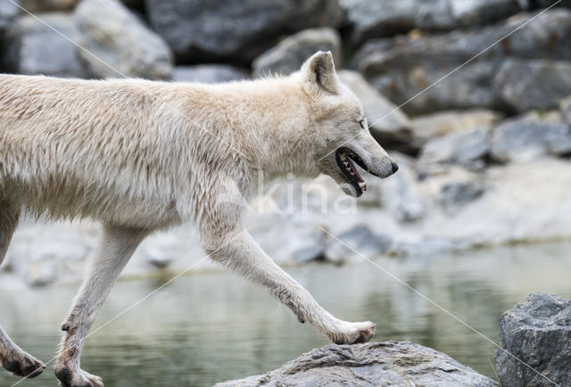 Poolwolf (Canis lupus arctos)