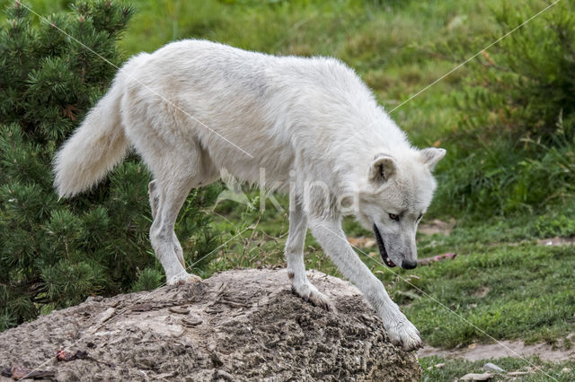 Arctic wolf (Canis lupus arctos)