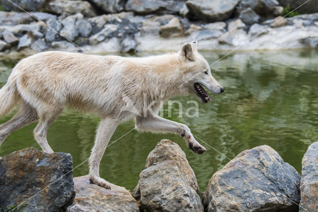 Arctic wolf (Canis lupus arctos)