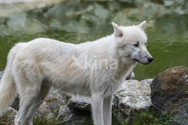 Arctic wolf (Canis lupus arctos)