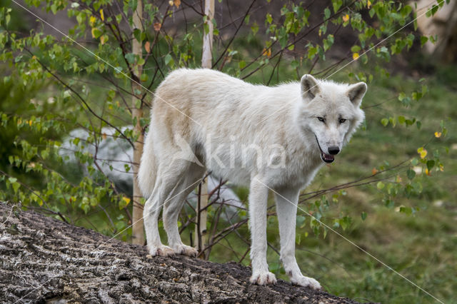 Arctic wolf (Canis lupus arctos)