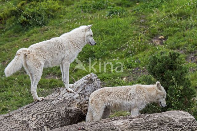 Arctic wolf (Canis lupus arctos)