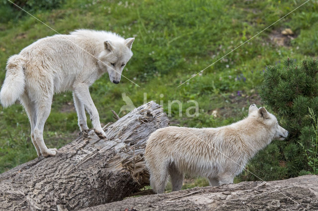 Arctic wolf (Canis lupus arctos)