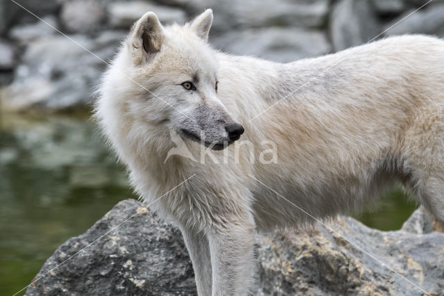 Arctic wolf (Canis lupus arctos)