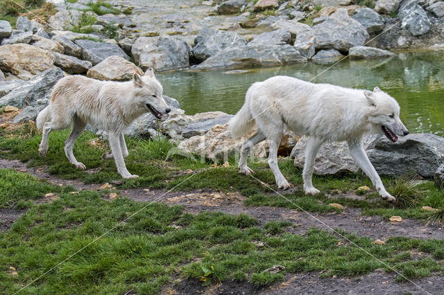 Arctic wolf (Canis lupus arctos)