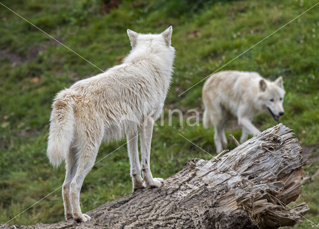 Arctic wolf (Canis lupus arctos)