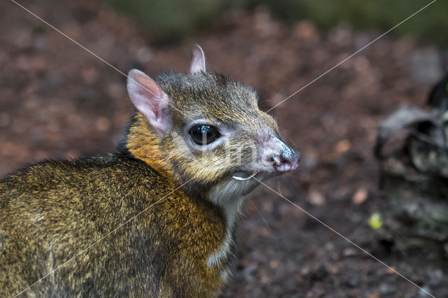 Lesser mouse-deer (Tragulus kanchil)