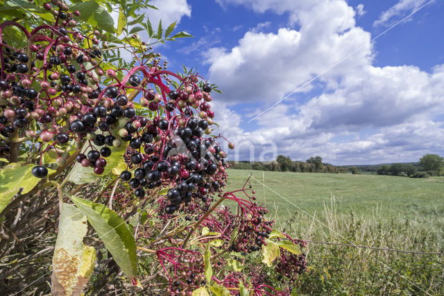 Gewone vlier (Sambucus nigra)