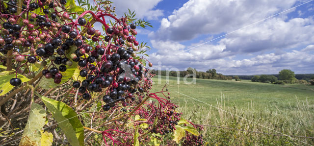 Gewone vlier (Sambucus nigra)