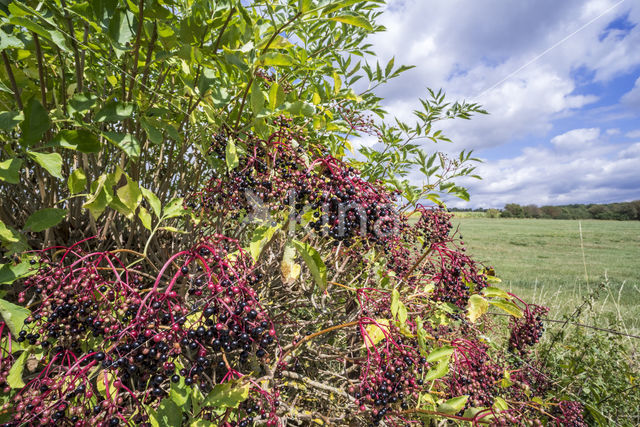 Gewone vlier (Sambucus nigra)