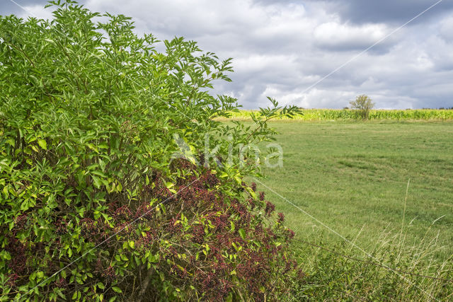 Gewone vlier (Sambucus nigra)