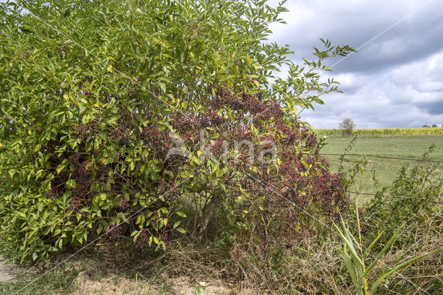 Gewone vlier (Sambucus nigra)