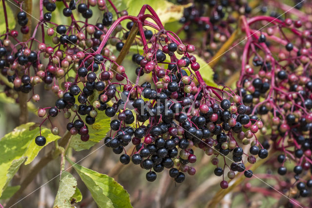 Gewone vlier (Sambucus nigra)