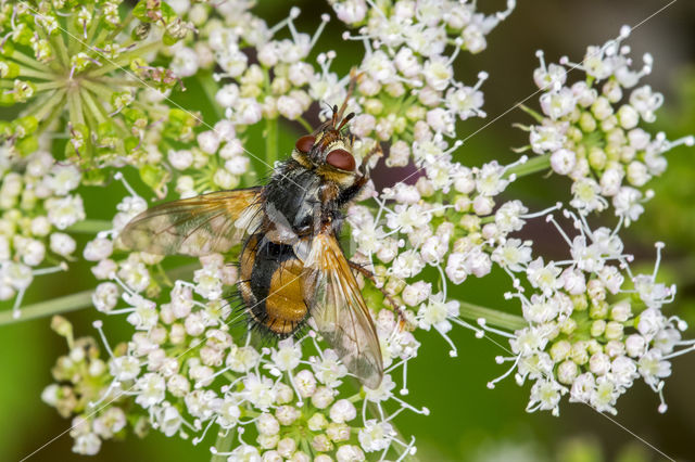 Woeste Sluipvlieg (Tachina fera)