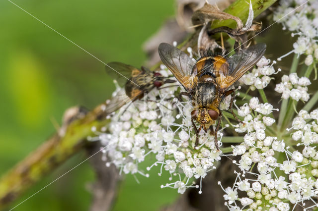 Woeste Sluipvlieg (Tachina fera)