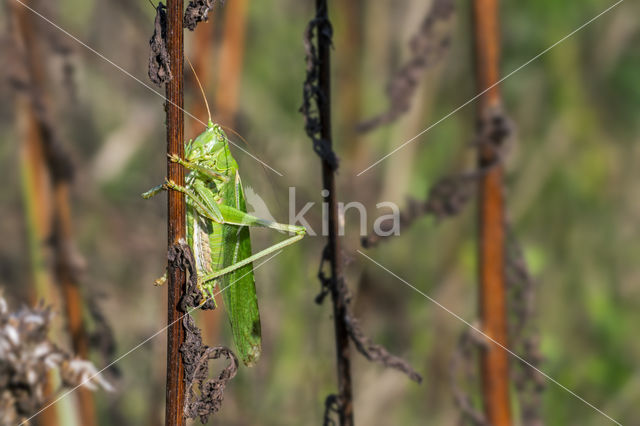 Grote groene sabelsprinkhaan (Tettigonia viridissima)