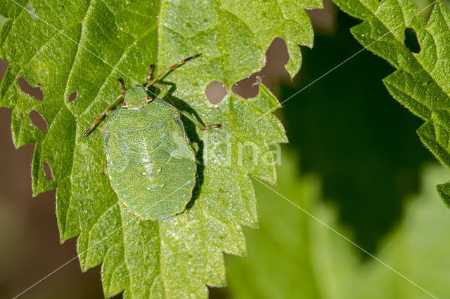 Green shieldbug (Palomena prasina)