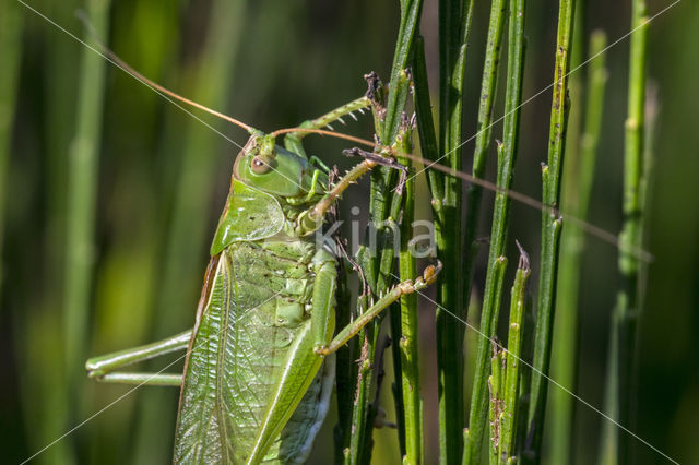 Grote groene sabelsprinkhaan (Tettigonia viridissima)