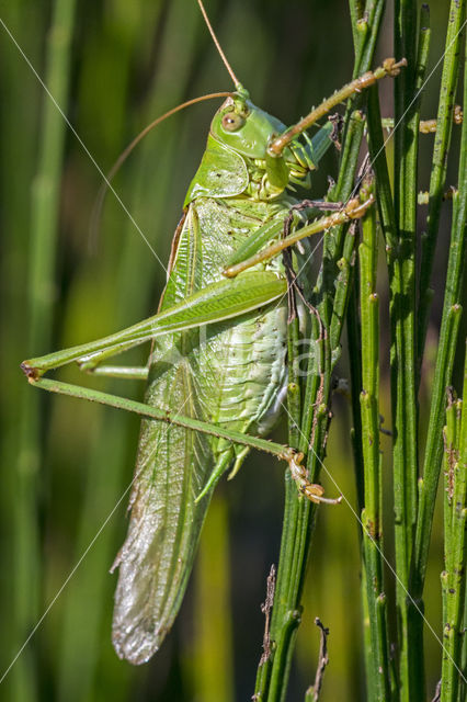 Great Green Bush-cricket (Tettigonia viridissima)