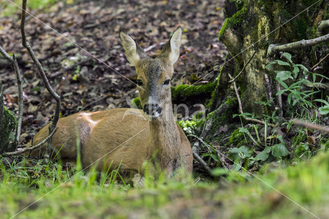 Roe Deer (Capreolus capreolus)