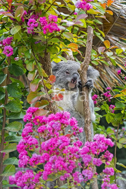 Koala (Phascolarctos cinereus)