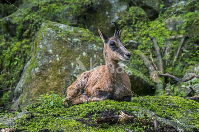 Pyrenean chamois (Rupicapra pyrenaica)