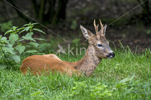 Roe Deer (Capreolus capreolus)