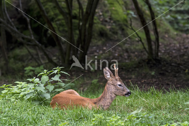 Roe Deer (Capreolus capreolus)