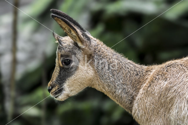 Pyrenean chamois (Rupicapra pyrenaica)