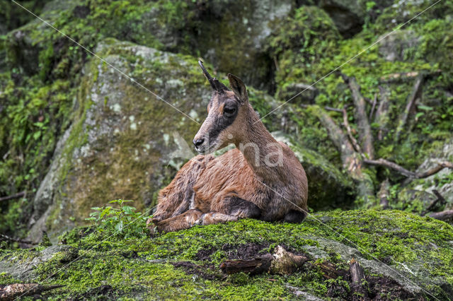 Pyrenean chamois (Rupicapra pyrenaica)