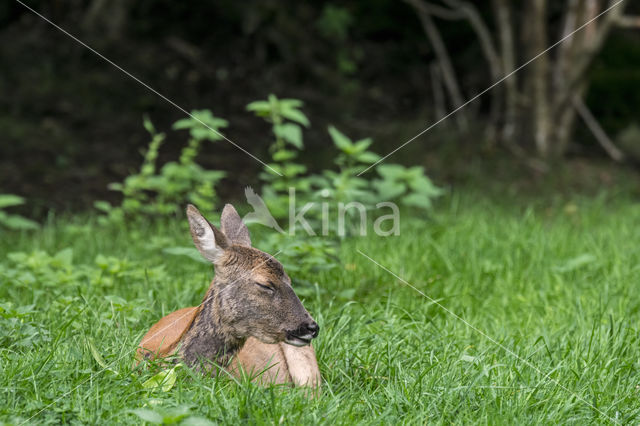 Roe Deer (Capreolus capreolus)