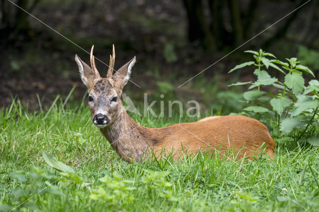 Roe Deer (Capreolus capreolus)