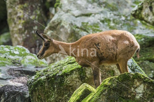 Pyrenean chamois (Rupicapra pyrenaica)