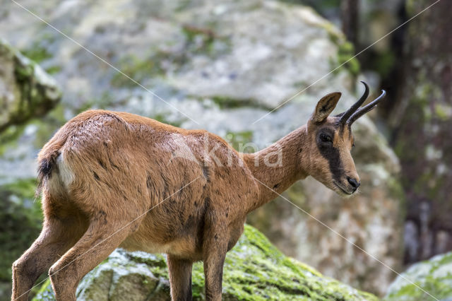 Pyrenean chamois (Rupicapra pyrenaica)