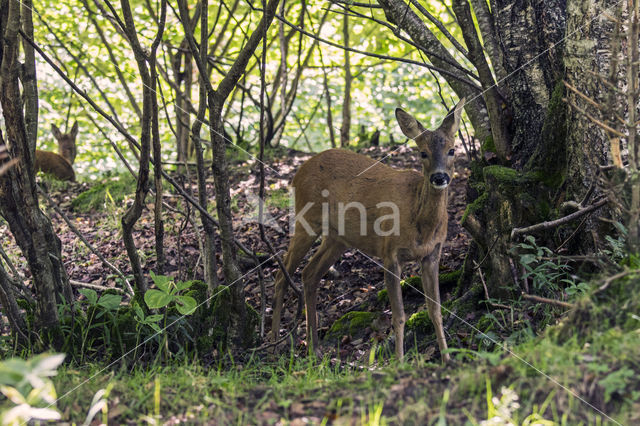 Roe Deer (Capreolus capreolus)