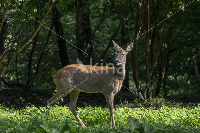 Roe Deer (Capreolus capreolus)