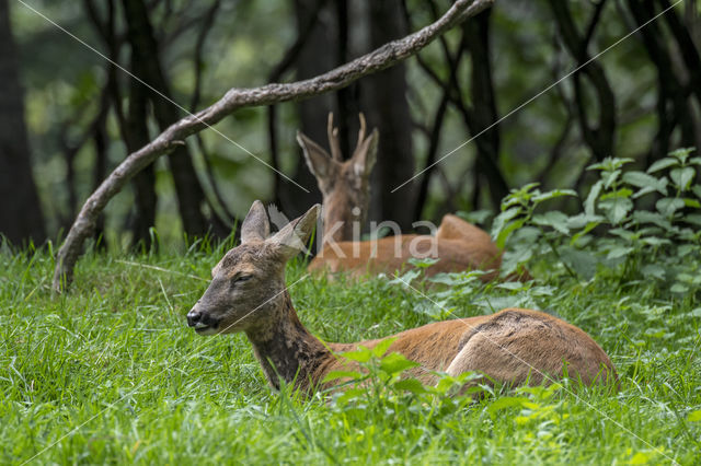 Roe Deer (Capreolus capreolus)