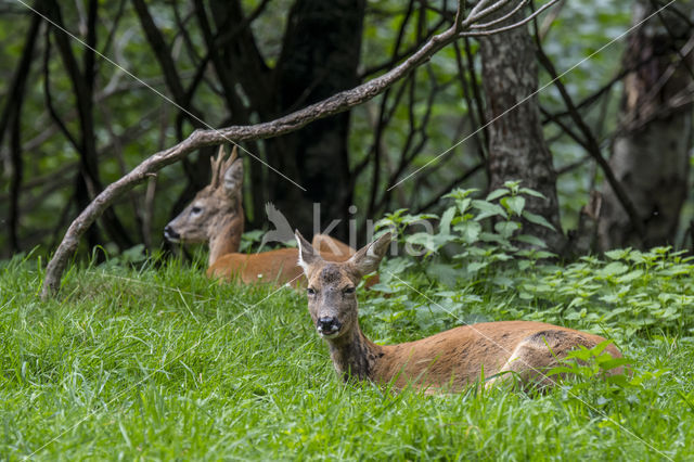 Roe Deer (Capreolus capreolus)