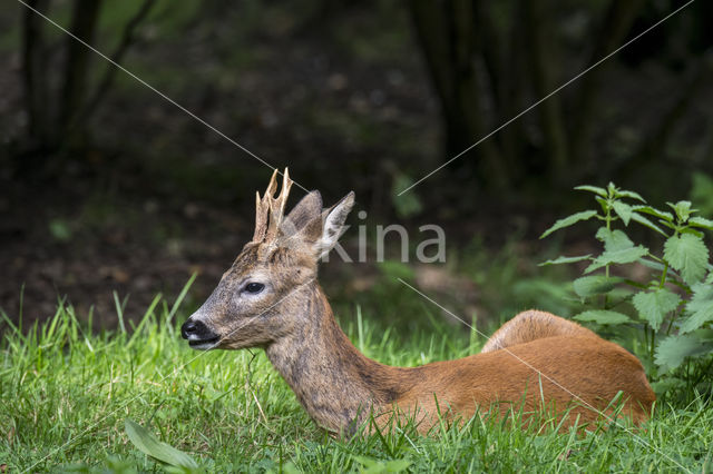 Roe Deer (Capreolus capreolus)